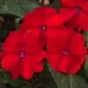 SunPatiens® Compact Red Impatiens Plant 2 SunPatiens® Compact Red Impatiens Plant -Annual Plants Shop sunpatiens compact red plant 1639 detail