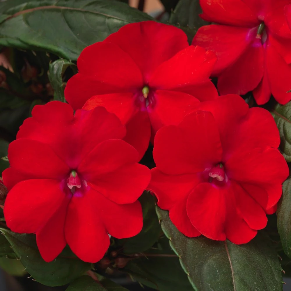 SunPatiens® Compact Red Impatiens Plant 3 SunPatiens® Compact Red Impatiens Plant