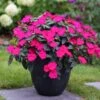 SunPatiens® Compact Rose Glow Impatiens Plant