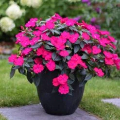 SunPatiens® Compact Rose Glow Impatiens Plant