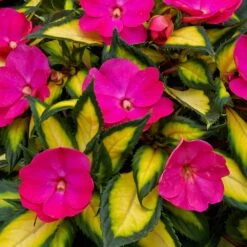 SunPatiens® Compact Tropical Rose Impatiens Plant