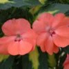 SunPatiens® Vigorous Tropical Salmon Impatiens Plant 2 SunPatiens® Vigorous Tropical Salmon Impatiens Plant -Annual Plants Shop sunpatiens speading salmon plant 1213 detail