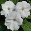 SunPatiens® Vigorous White Impatiens Plant 2 SunPatiens® Vigorous White Impatiens Plant -Annual Plants Shop sunpatiens spreading clear white plant 2096 detail