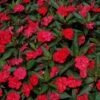 SunPatiens® Vigorous Red Impatiens Plant 2 SunPatiens® Vigorous Red Impatiens Plant -Annual Plants Shop sunpatiens spreading scarlet red plant 885 detail