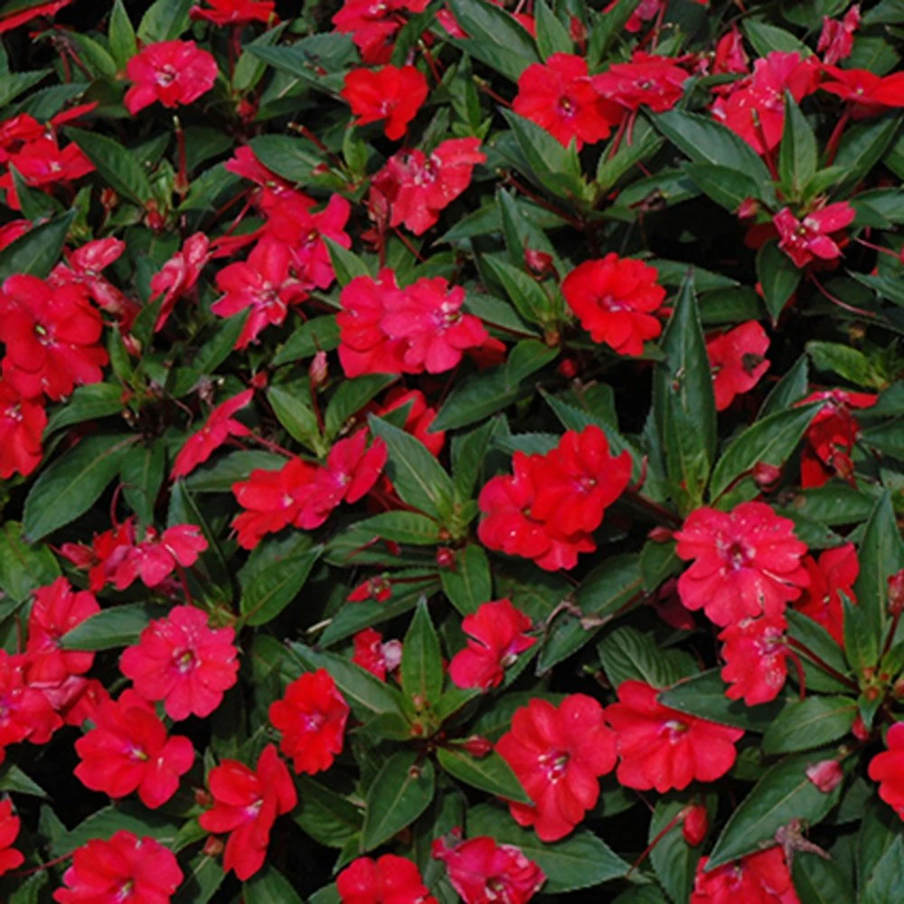 SunPatiens® Vigorous Red Impatiens Plant 3 SunPatiens® Vigorous Red Impatiens Plant