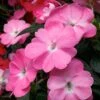 SunPatiens® Vigorous Pretty Pink Impatiens Plant 1 SunPatiens® Vigorous Pretty Pink Impatiens Plant -Annual Plants Shop sunpatiens vigorous pretty pink impatiens plant 380 detail