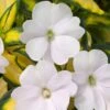 SunPatiens® Vigorous Tropical White Impatiens Plant 1 SunPatiens® Vigorous Tropical White Impatiens Plant -Annual Plants Shop sunpatiens vigorous tropical white plant 1604 detail