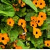 Sunrise Orange Thunbergia -Annual Plants Shop sunrise orange thunbergia plant 1491 detail