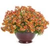 Sunsatia® Blood Orange™ Nemesia