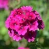 Superbena® Burgundy Verbena Plant 2 Superbena® Burgundy Verbena Plant -Annual Plants Shop superbena burgundy verbena plant 403 detail