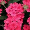 Superbena® Coral Red Verbena Plant -Annual Plants Shop superbena coral red verbena plant 1450 detail
