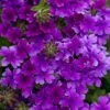 Superbena® Dark Blue Verbena Plant