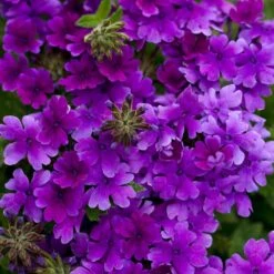 Superbena® Dark Blue Verbena Plant