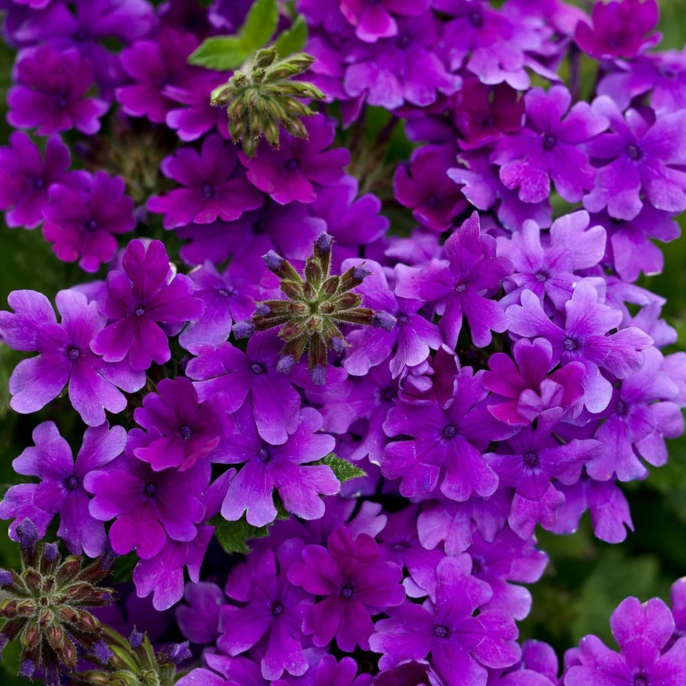 Superbena® Dark Blue Verbena Plant 3 Superbena® Dark Blue Verbena Plant