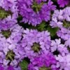 Superbena® Large Lilac Blue Verbena Plant -Annual Plants Shop superbena large lilac blue verbena plant 2271 detail