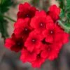Superbena® Red Verbena Plant