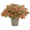 Superbena Royale® Peachy Keen Verbena Plant 2 Superbena Royale® Peachy Keen Verbena Plant -Annual Plants Shop superbena royal peachy keen verbena plant 351 detail