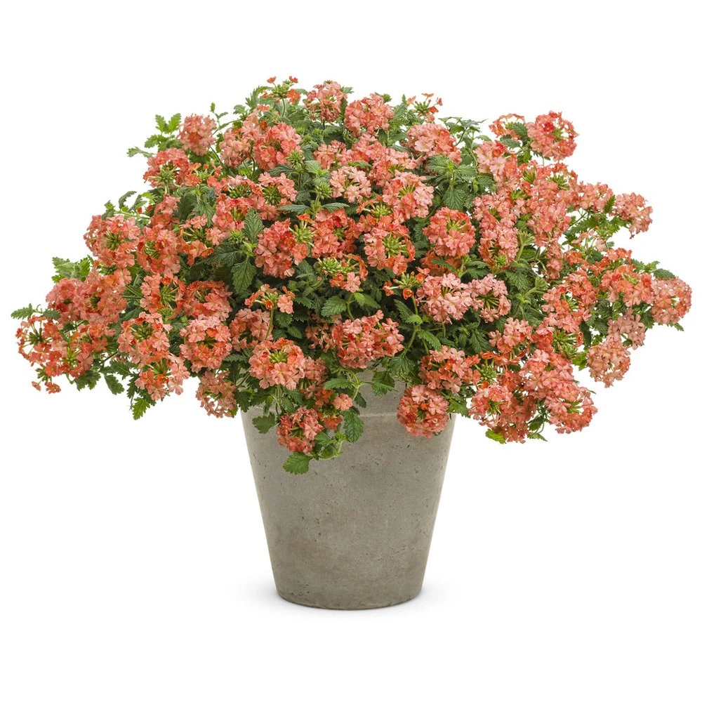 Superbena Royale® Peachy Keen Verbena Plant 3 Superbena Royale® Peachy Keen Verbena Plant