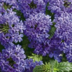 Superbena Royale® Chambray Verbena Plant