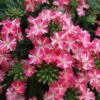 Superbena Royale® Cherryburst Verbena Plant -Annual Plants Shop superbena royale cherryburst verbena plant 1582 detail