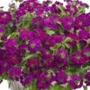 Superbena Royale® Plum Wine Verbena Plant -Annual Plants Shop superbena royale plum wine verbena plant 2034 detail