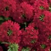 Superbena® Royale Red Verbena Plant