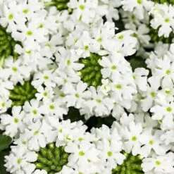Superbena® Royale WhiteCap Verbena Plant