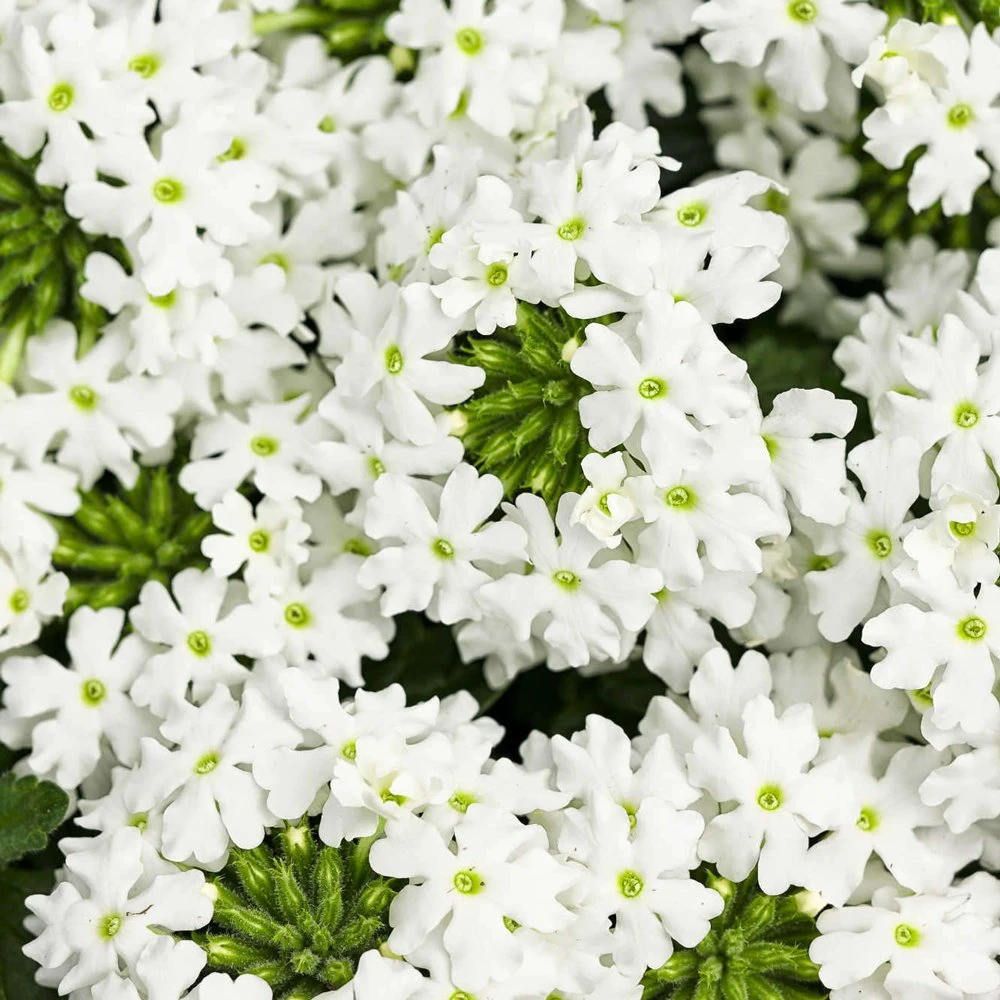 Superbena® Royale WhiteCap Verbena Plant 3 Superbena® Royale WhiteCap Verbena Plant