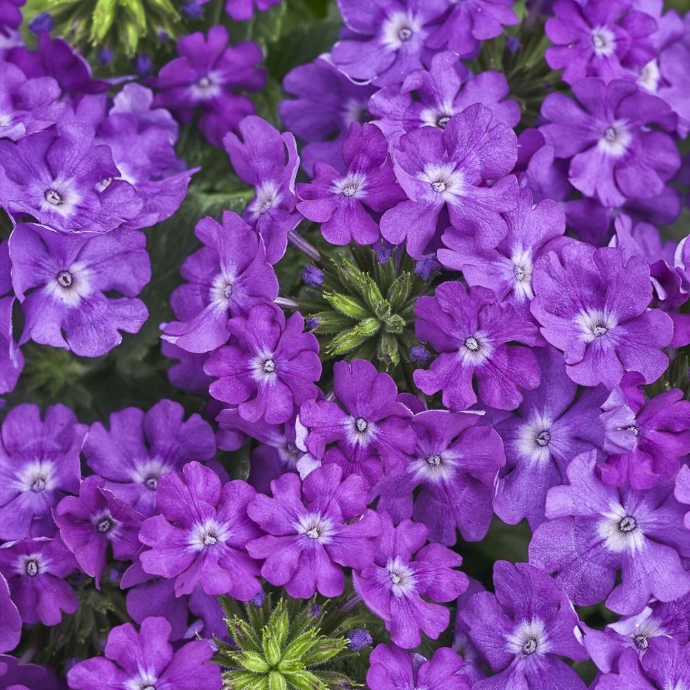 Superbena® Violet Ice Verbena Plant 3 Superbena® Violet Ice Verbena Plant