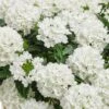 Superbena® Whiteout™ Verbena Plant