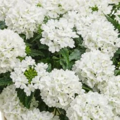 Superbena® Whiteout™ Verbena Plant