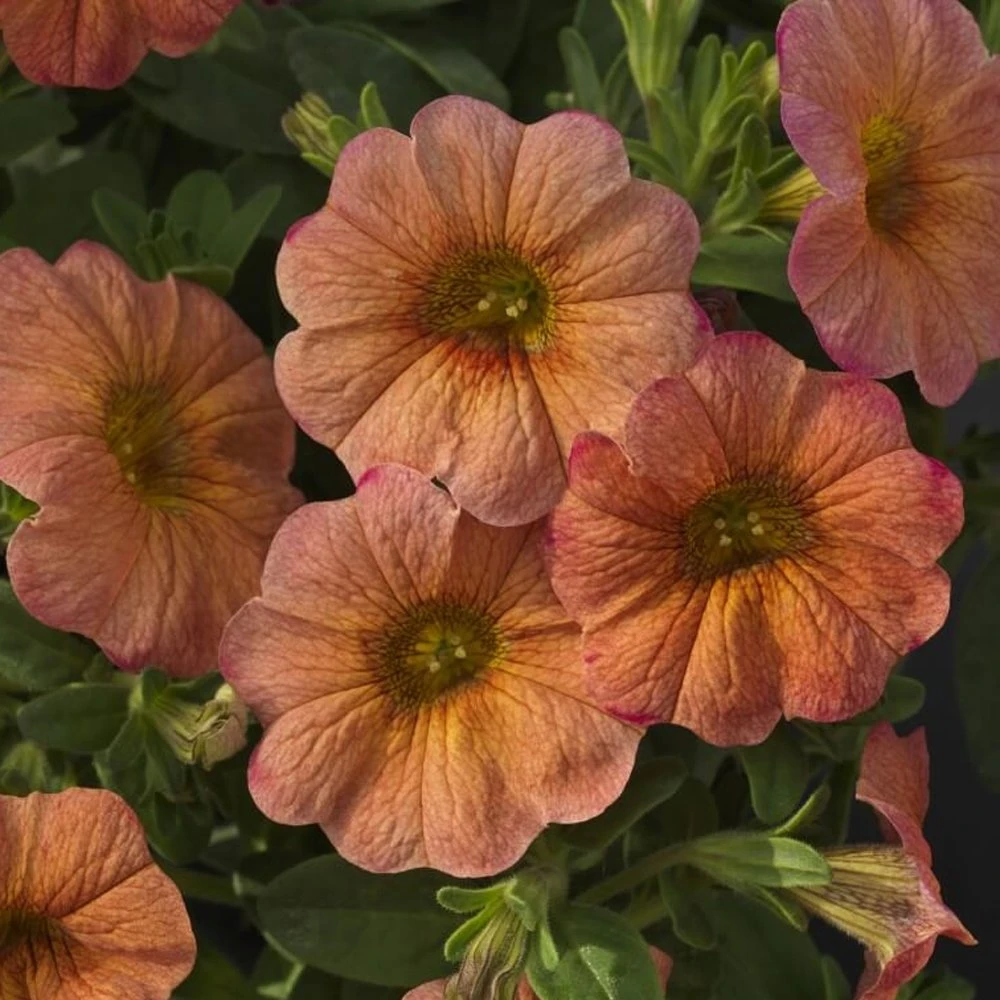 SuperCal® Terra Cotta Petchoa Plant 3 SuperCal® Terra Cotta Petchoa Plant