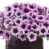 Supertunia® Bordeaux™ Petunia Plant 1 Supertunia® Bordeaux™ Petunia Plant -Annual Plants Shop supertunia bordeaux petunia plant 175 detail