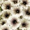 Supertunia® Latte™ Petunia Plant -Annual Plants Shop supertunia latte petunia plant 1170 detail