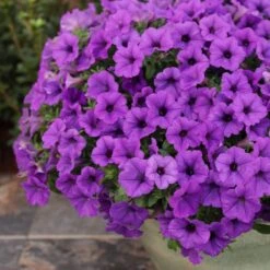 Supertunia Mini Vista® Indigo Petunia Plant