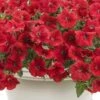 Supertunia® Really Red Petunia Plant -Annual Plants Shop supertunia really red petunia plant 100 detail
