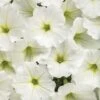 Supertunia Vista® Snowdrift Petunia Plant -Annual Plants Shop supertunia vista snowdrift petunia plant 636 detail