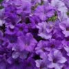 Surfinia® Heavenly Blue Petunia Plant -Annual Plants Shop surfinia heavenly blue petunia plant 1245 detail