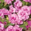 Surfinia® Summer Double™ Pink Petunia Plant