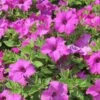 Surfinia® Sumo Bold Lilac Petunia Plant -Annual Plants Shop surfinia sumo bold lilac petunia plant 2012 detail