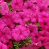 Surfinia® Sumo Pink Petunia Plant 2 Surfinia® Sumo Pink Petunia Plant -Annual Plants Shop surfinia sumo pink petunia plant 959 detail