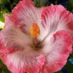 Swamp Cloud Cajun Hibiscus
