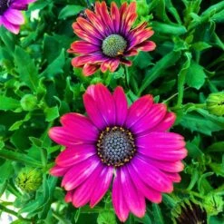 Summertime® Sweet Purple Osteospermum Plant