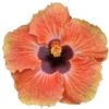 Sweetie Pie Dwarf Cajun Hibiscus -Annual Plants Shop sweetie pie cajun hibiscus plant 757 detail