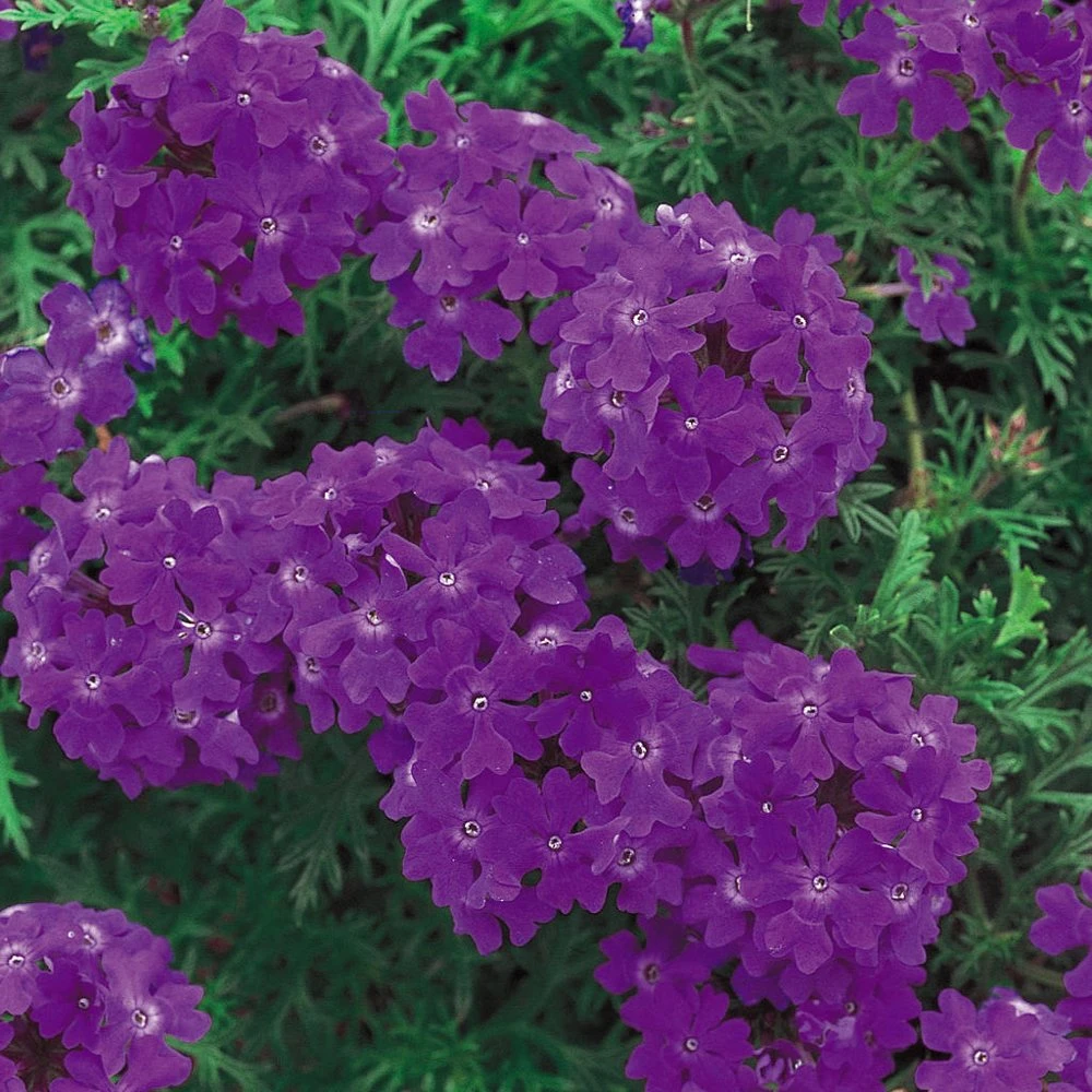 Tapien® Blue Violet Verbena Plant 3 Tapien® Blue Violet Verbena Plant