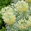 Tasmanian Tiger Euphorbia (Leafy Spurge) -Annual Plants Shop tasmanian tiger euphorbia plant 1525 detail