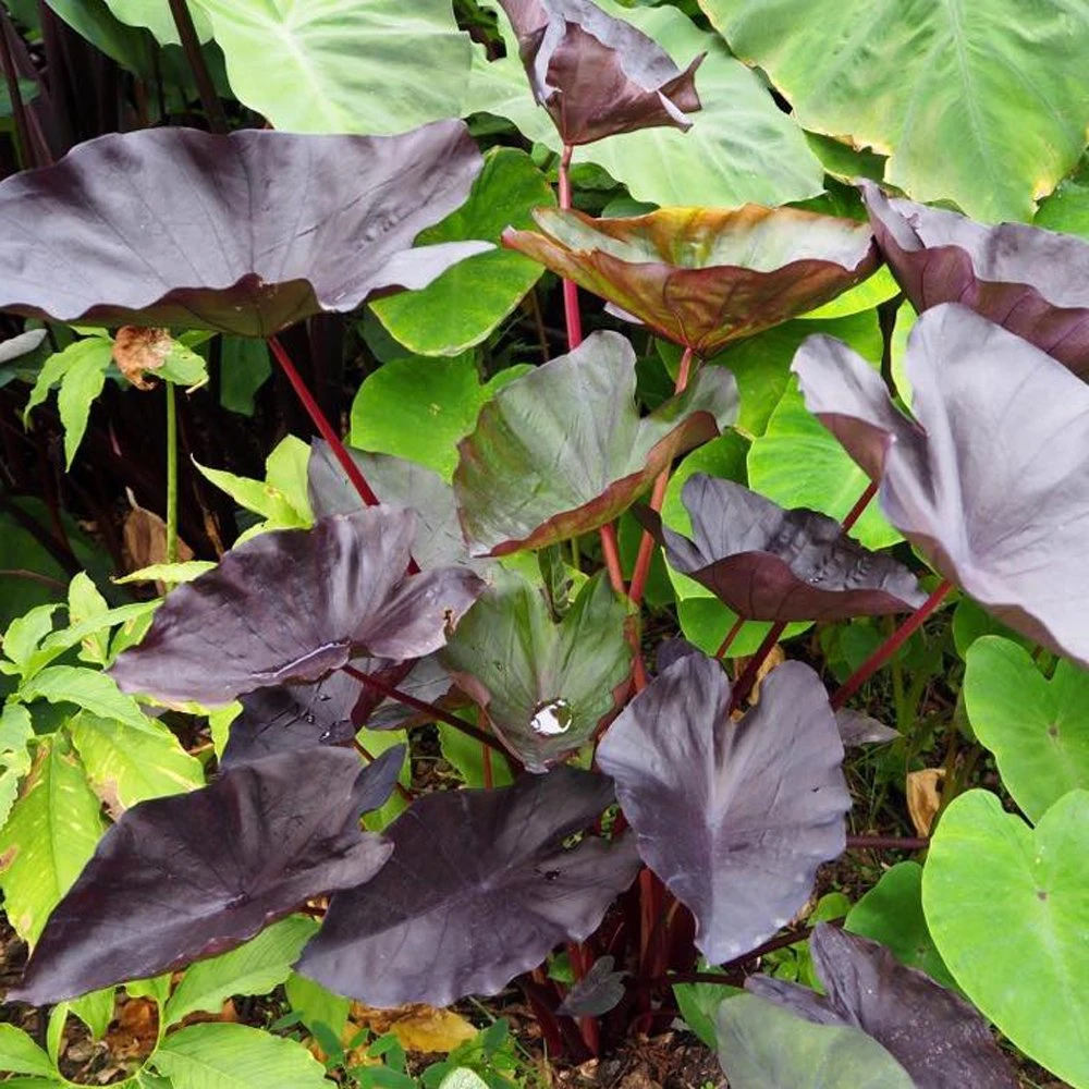 Tea Party Colocasia 3 Tea Party Colocasia