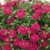 Temari® Burgundy Verbena Plant