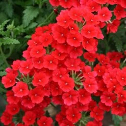 Temari® Trailing Red Verbena Plant