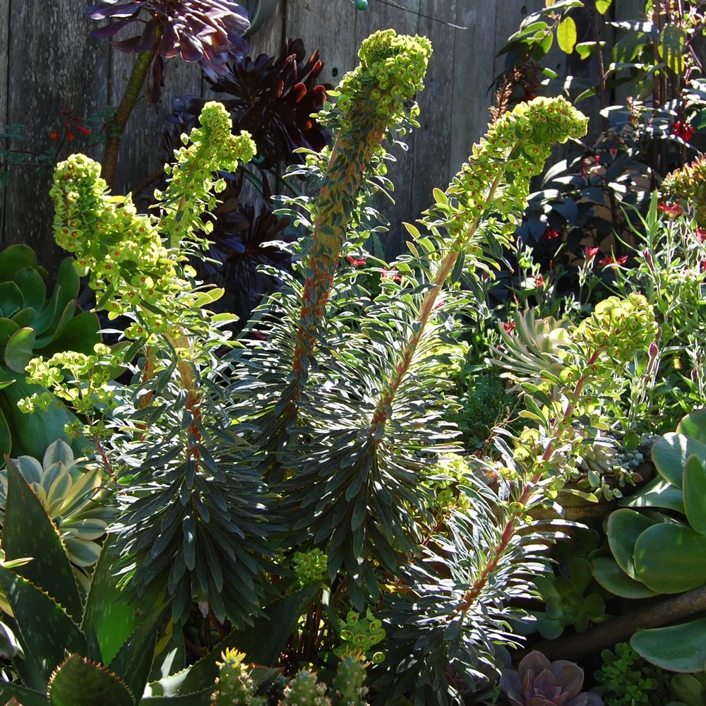 Tiny Tim Euphorbia (Spurge) 3 Tiny Tim Euphorbia (Spurge)